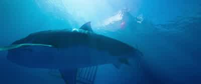There's another one. - 47 Meters Down