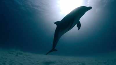 There's beautiful wildlife, - Photographer