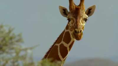 There's been a 30 or 40% decline - The Woman Who Loves Giraffes