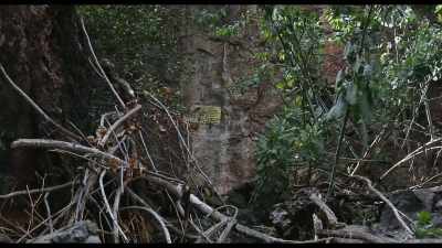 There's been a few deaths in Bushman's, - Dave Not Coming Back
