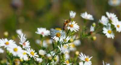 -There's been a pretty dramatic
change in agriculture - The Pollinators