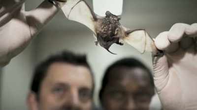 There's been more and more evidence that bats - Thank You Dr. Fauci