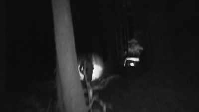  There's been numerous times
 on my expeditions - Expedition Bigfoot