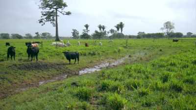 There's another canal joining
it just right, you know, - Lost Treasures of the Maya