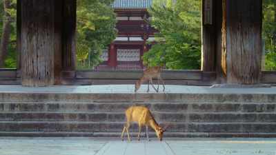 There's concern
that the deer might starve. - The Year Earth Changed