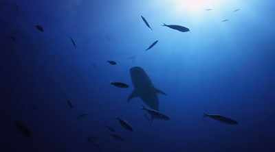 There's another contender
for most vulnerable spot, - Shark Attack Files