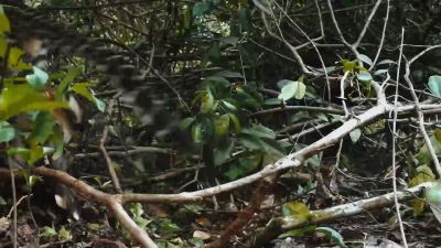 There's easier prey in the jungle. - Big Beasts
