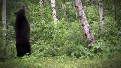 THERE'S EVIDENCE BEARS DO OCCASIONALLY WALK - Strange Evidence