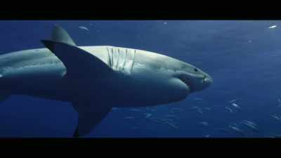 There's evidence to show
that because of this, - Envoy: Shark Cull