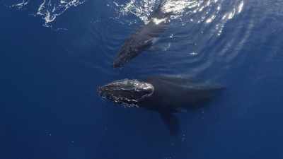 "There's lots of chatter." - Secrets of the Whales