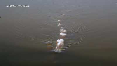 There's mammals that pass
through the river - The Alaska Triangle