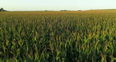 There's more that could be addedwith the corn and soy. - The Pollinators