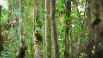 There's more to this mimicry
than scaring pigs. - Dancing with the Birds