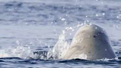 "There's so much beluga behavior." - Secrets of the Whales