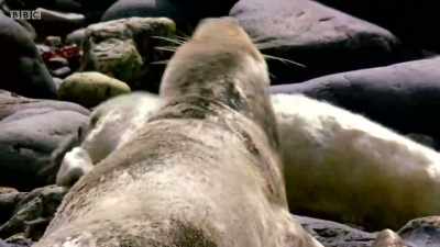 There's no concessions,
even for the newborns. - Wales: Land of the Wild
