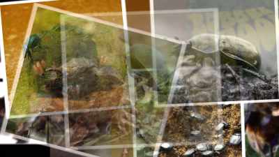 There's no denying that The Dung Beetles - Absurd Planet