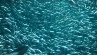 There's no escape for any unfortunate fish - Prehistoric Planet