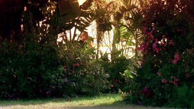 There's no evidence of the killer. - CSI: Miami