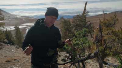 There's no reason
to wanna be here - Trees and Other Entanglements