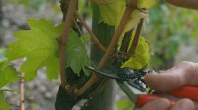 There's no sense
in producing good grapes - World's Most Scenic River Journeys