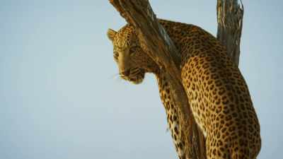 There's no shame in this defeat, - Serengeti