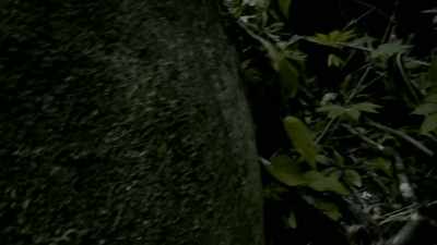 THERE'S NO SHED SKIN,
DIGESTED PREY, OR BONES. - Expedition Mungo