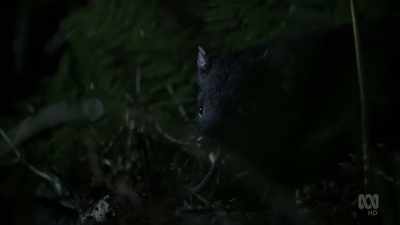 There's no telling
how this adult might react. - David Attenborough's Tasmania
