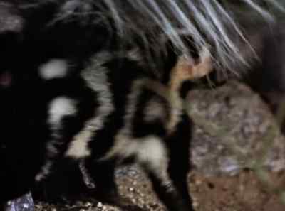There's not much a squirrel
can do about this. - The Living Desert