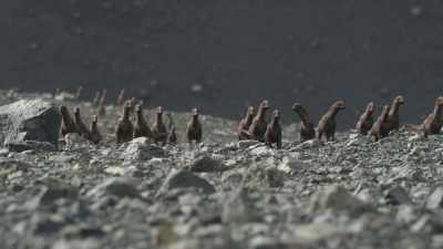 There's nothing to eat
except their mothers' dung. - Prehistoric Planet