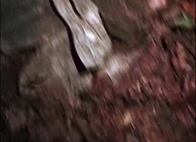 There's nothing out there - The Blair Witch Project