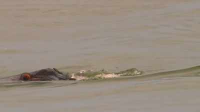 There's nowhere else you'll see a hippo - Our Great National Parks