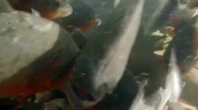 There's piranha a meter away
from where I'm sleeping. - Kings of Pain