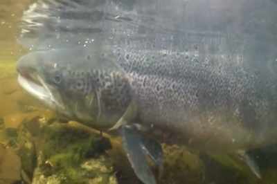 There's quite a big difference
on the river that I see today. - Artifishal
