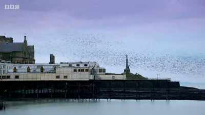 There's safety in numbers - Wales: Land of the Wild