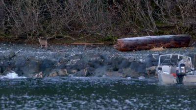 There's your shot. - Life Below Zero: Next Generation