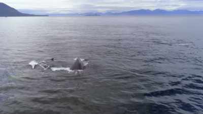 There's social behaviors,
and they work cooperatively. - Secrets of the Whales