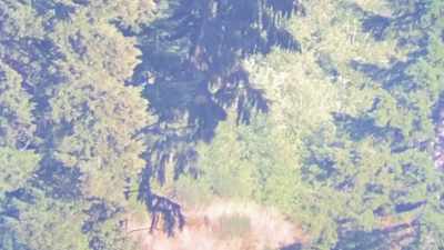 There's something dark there. - Expedition Bigfoot