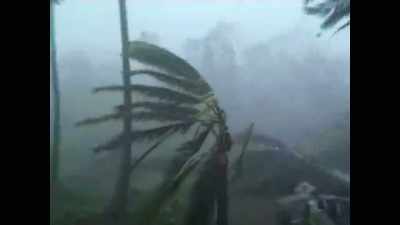 There's the forest out there.
It's completely gutted. - Protecting Paradise: The Story of Niue