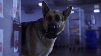 - There's the signal.
- Ready? - Beverly Hills Chihuahua 2