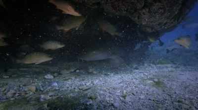 There's this: The
commonly known stingfish. - Shark Attack Files