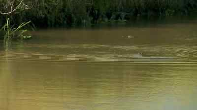 There's two gators. - Swamp People