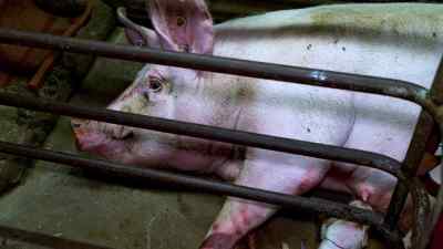 There's umbilical cord, dead
piglets after birth everywhere - Pignorant