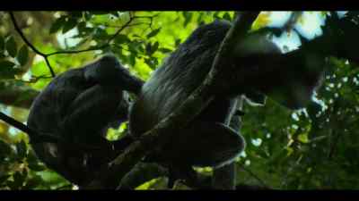 There's virtually zero chance of Jackson grooming Gus back. - Chimp Empire