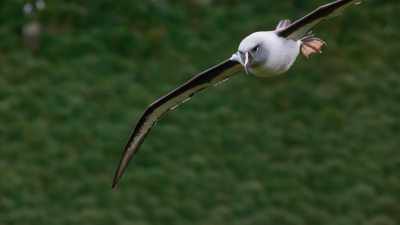 These albatross are facing extinction. - Seven Worlds, One Planet