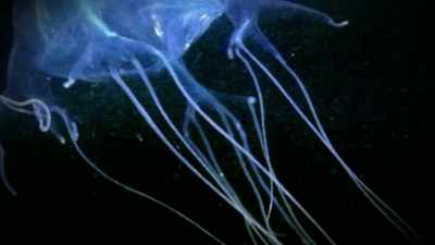 THESE ANIMALS CAN BE HIGHLY DANGEROUS. - Strange Evidence