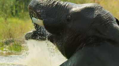 These animals
will continue to adapt - Surviving Paradise: A Family Tale