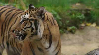 These animals will die out
eventually. I think we will... - Britain's Tiger Kings - On the Trail with Ross Kemp