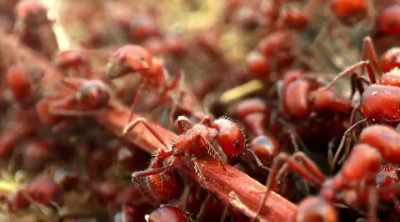 These ants defend
their colonies vigorously - Kings of Pain