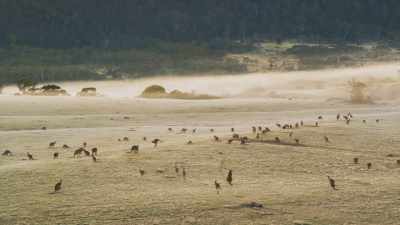 These are also eastern grey kangaroos, - Seven Worlds, One Planet