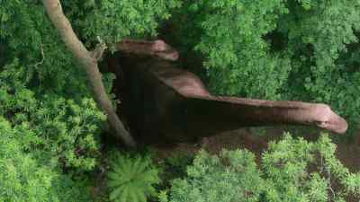 These are Austroposeidon. - Prehistoric Planet